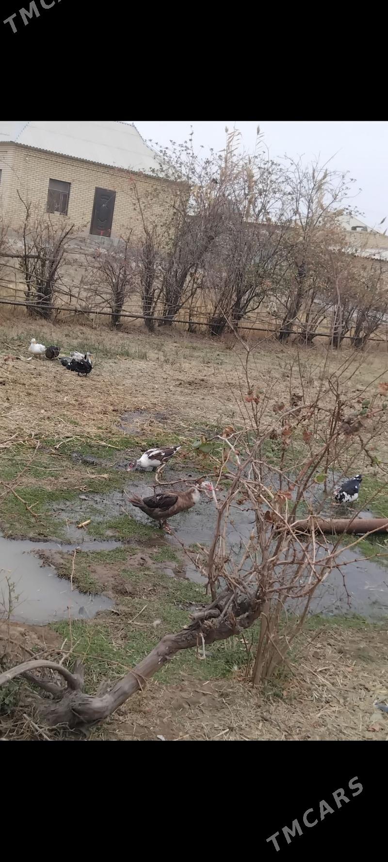 INDAUTKA YASYLBAS - Мары - img 3