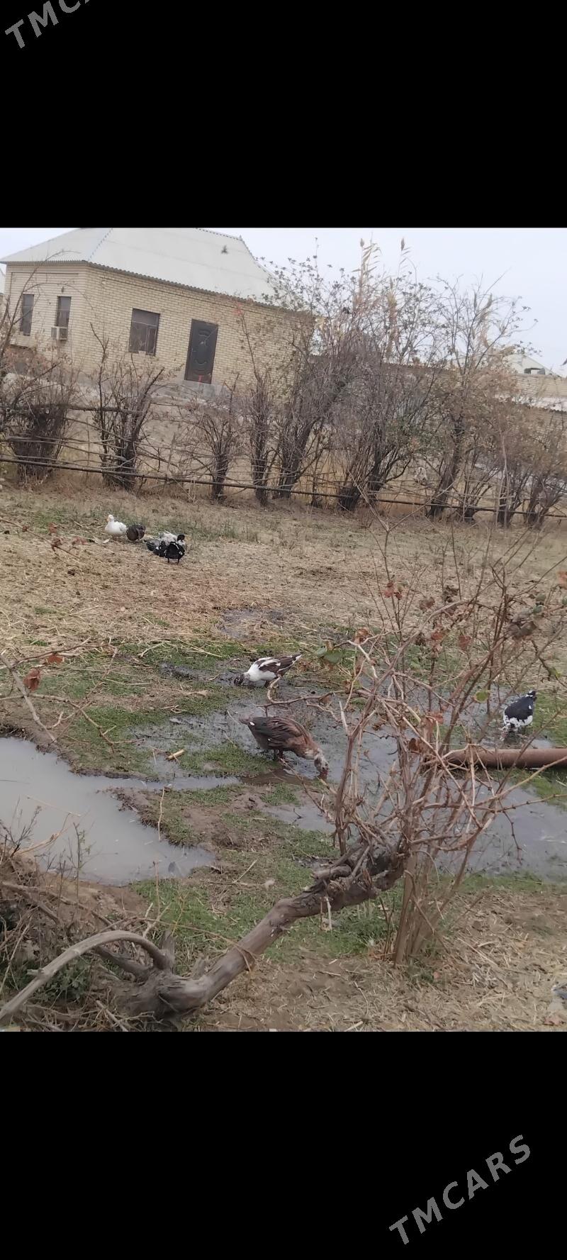 INDAUTKA YASYLBAS - Мары - img 2