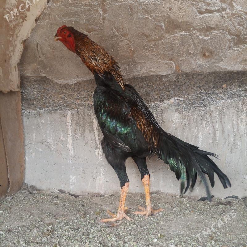 боец - Türkmenabat - img 1