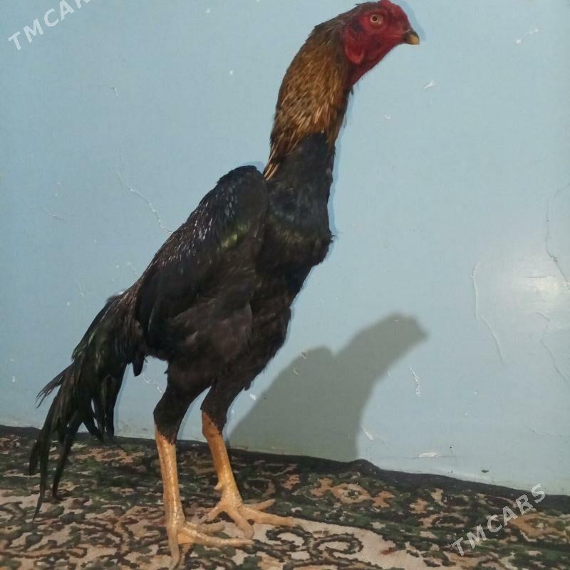 боец - Türkmenabat - img 5