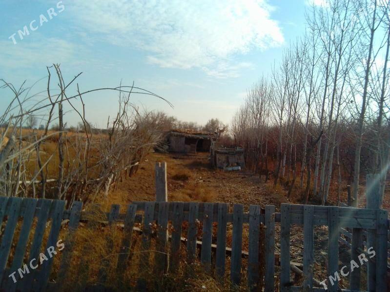 yer - Гороглы (Тагта) - img 6