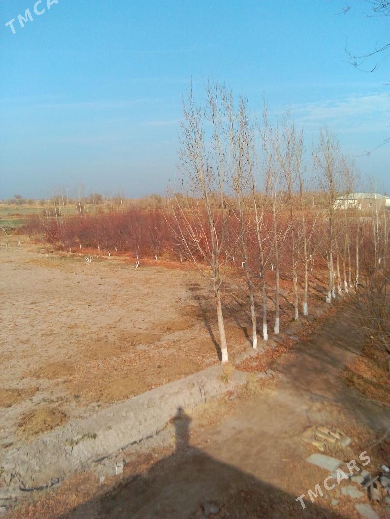 yer - Гороглы (Тагта) - img 3