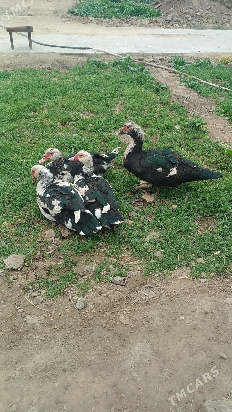 Ordek Horazy - Мары - img 2