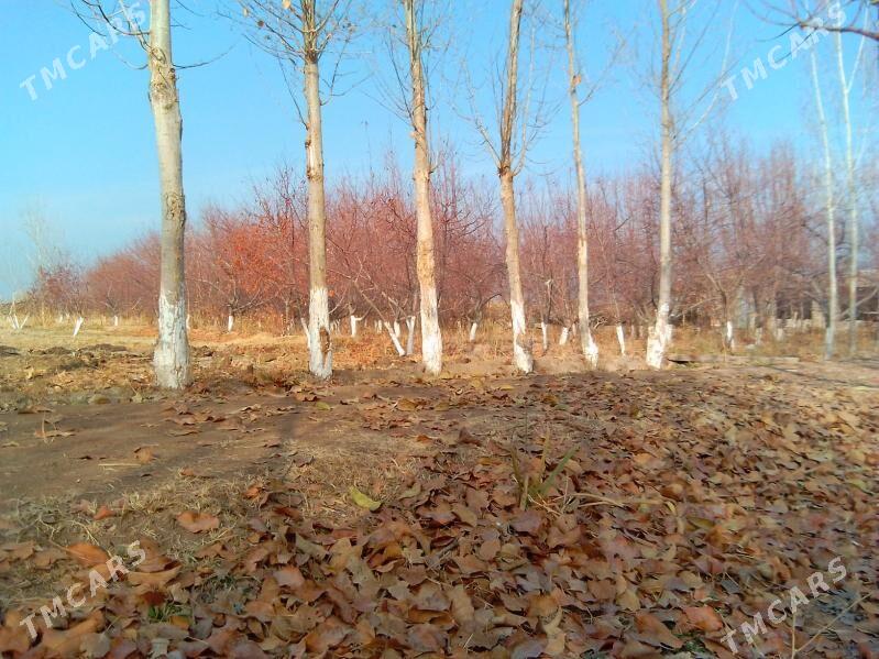 yer - Гороглы (Тагта) - img 8