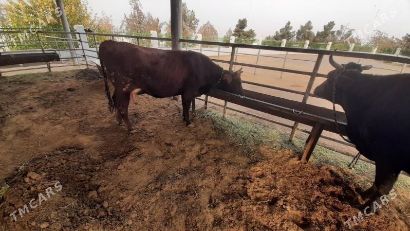 goleli sygyr - "Алтын Асыр" Гундогар базары ( Толкучка) - img 1