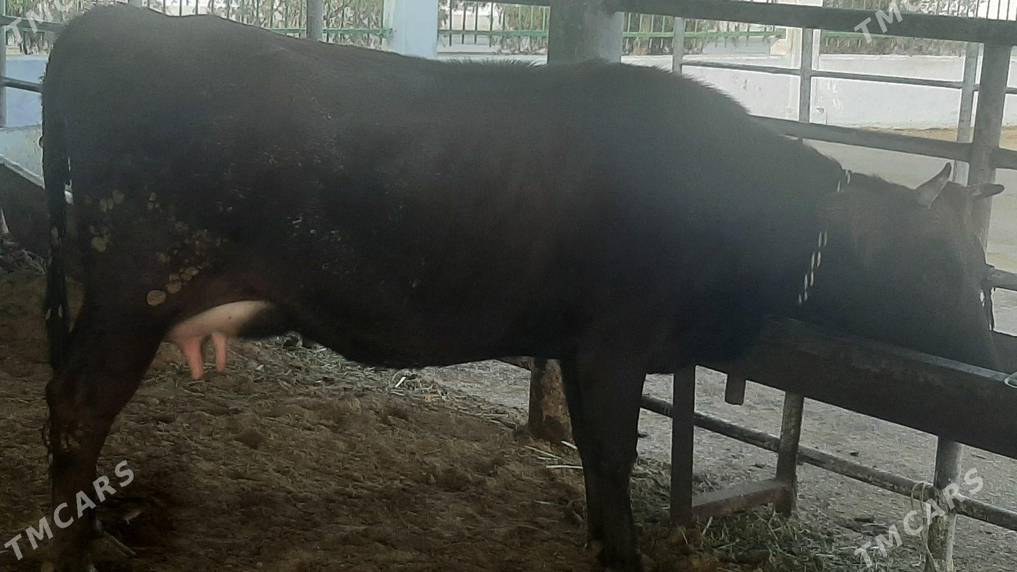 goleli sygyr - "Алтын Асыр" Гундогар базары ( Толкучка) - img 2