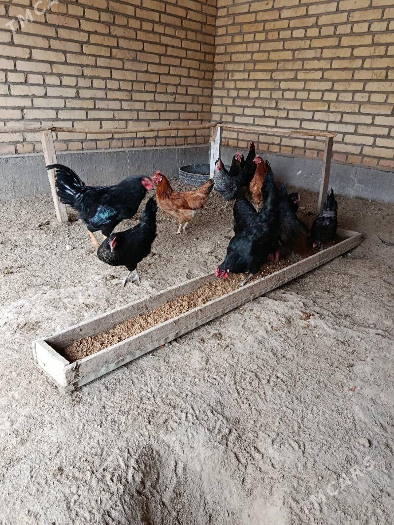 towuk - Saýat - img 3