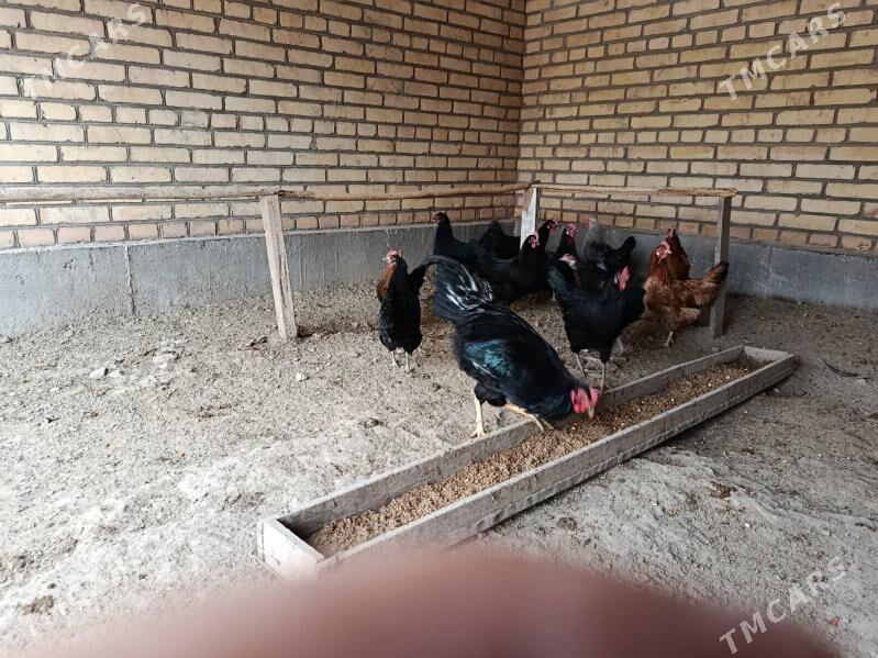 towuk - Saýat - img 2