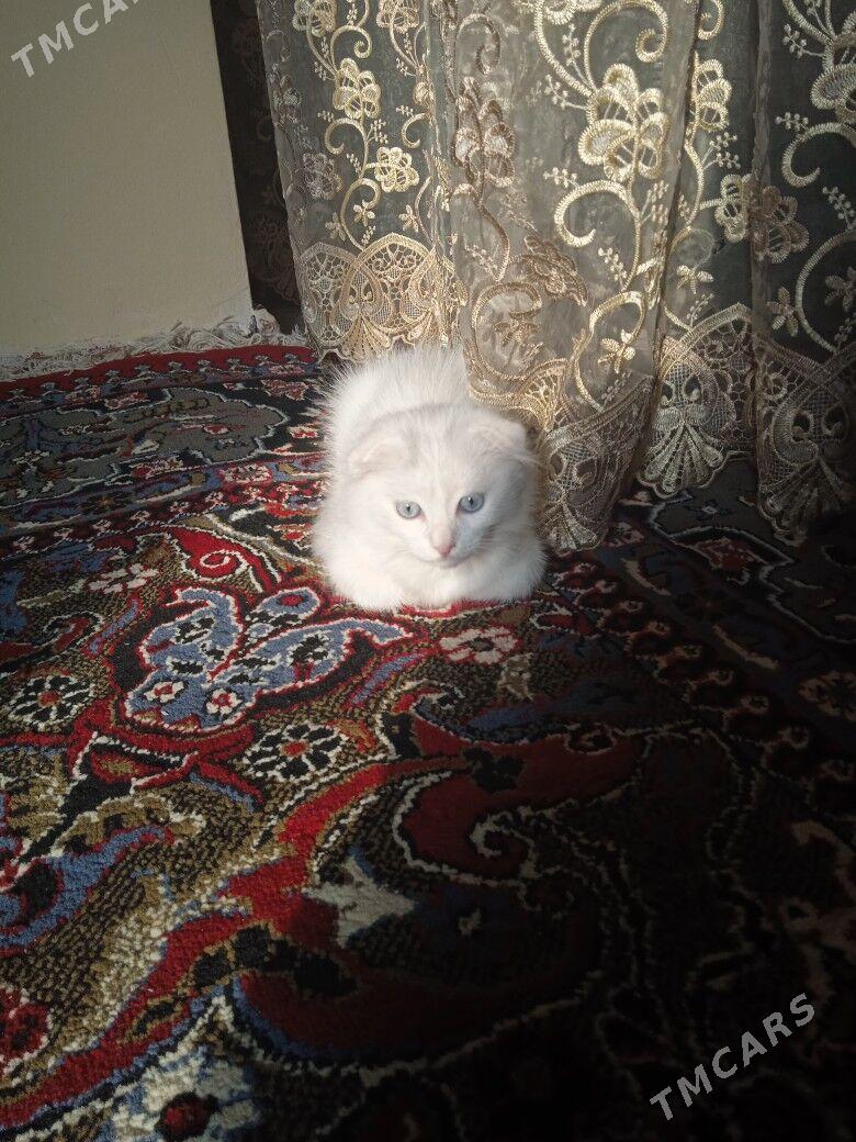 кот - Ашхабад - img 2