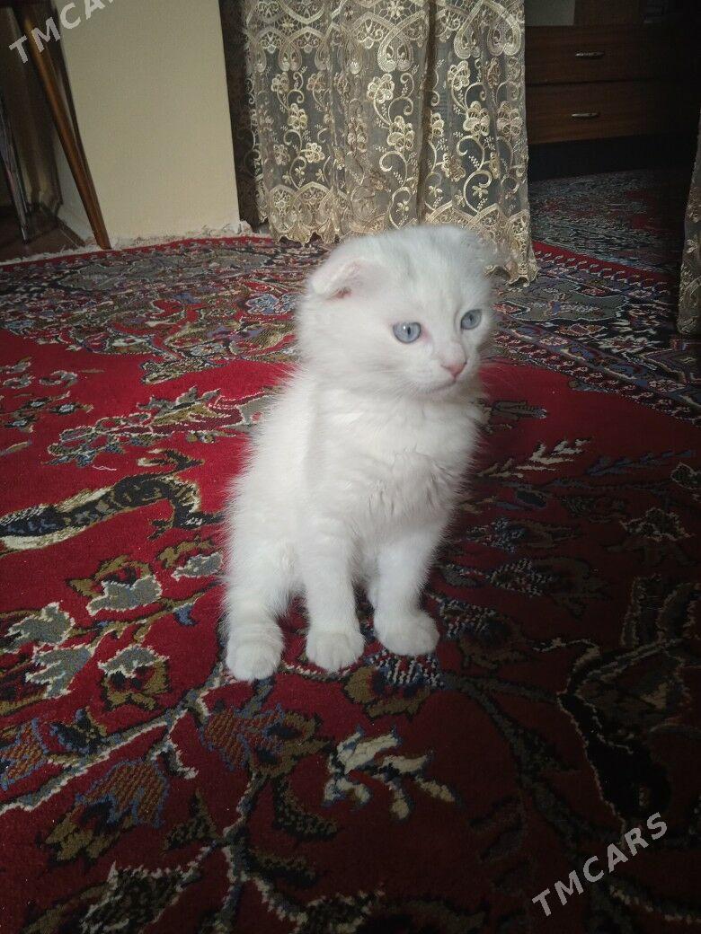 кот - Ашхабад - img 1