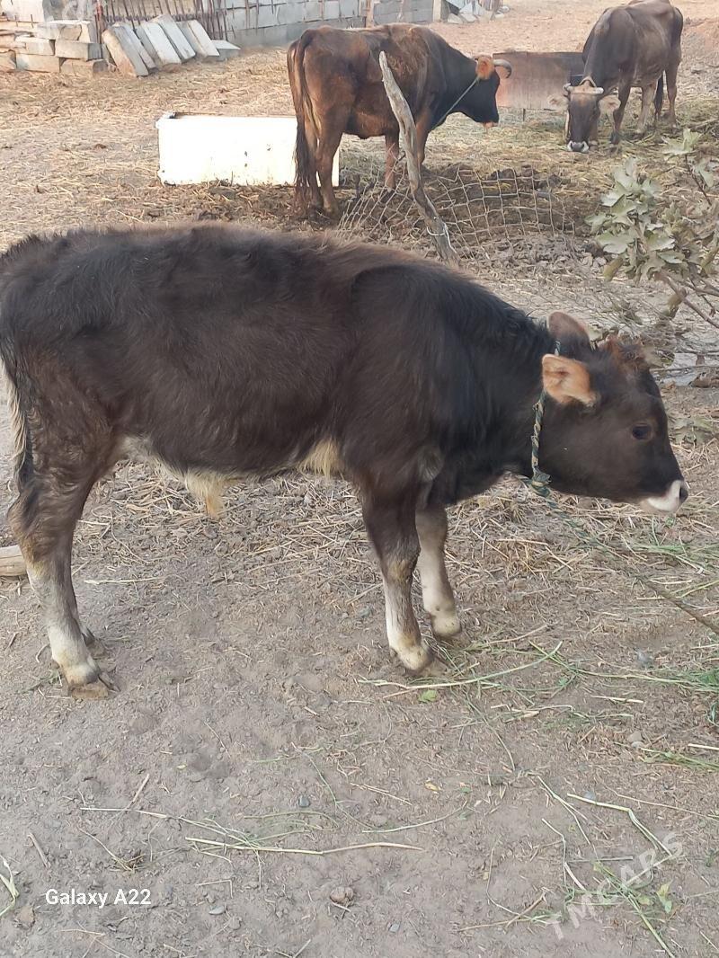 gōle,ōkŭz - Gökdepe - img 1