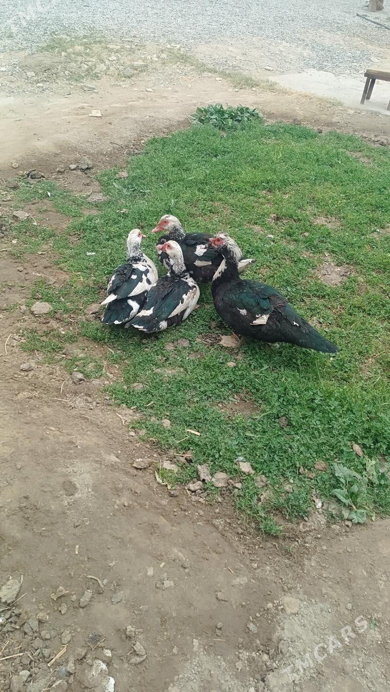 Ordek Horazy - Мары - img 4