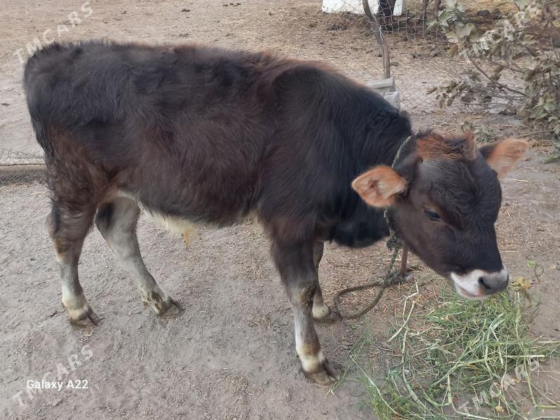 gōle,ōkŭz - Gökdepe - img 6