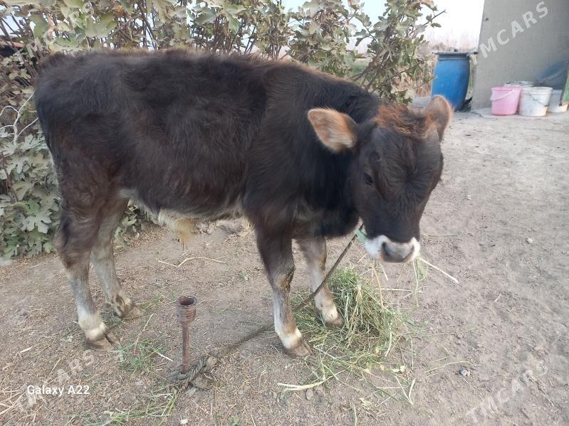 gōle,ōkŭz - Gökdepe - img 4