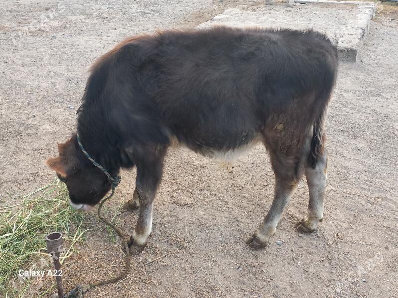 gōle,ōkŭz - Gökdepe - img 5