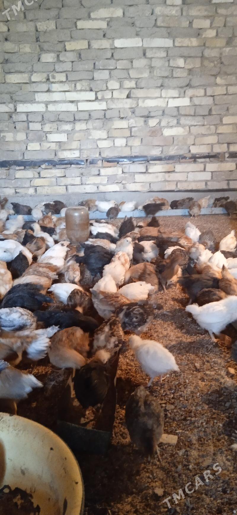 juje - Sakarçäge - img 1