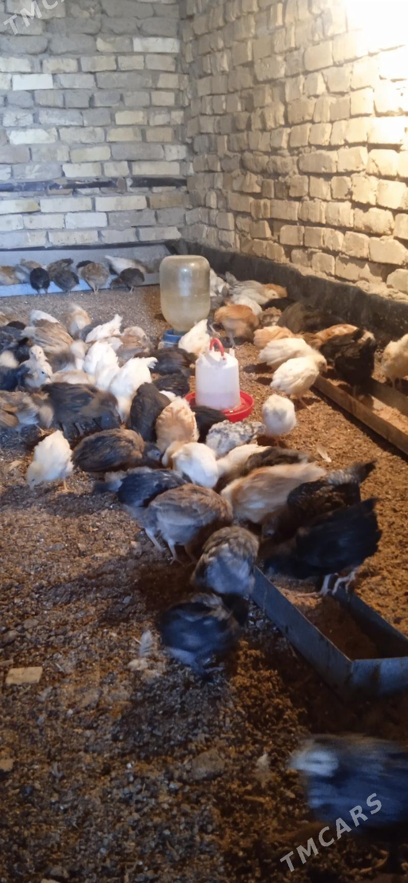 juje - Sakarçäge - img 2