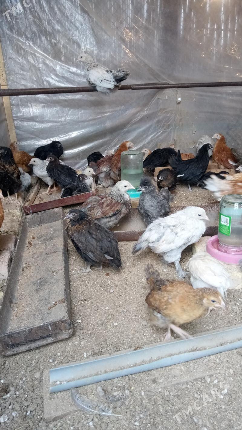 Жуйже - Sakarçäge - img 2