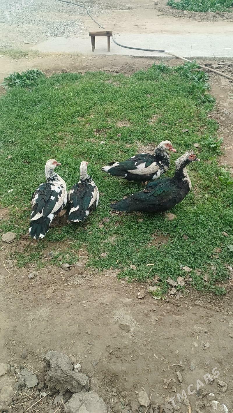 Ordek Horazy - Мары - img 3