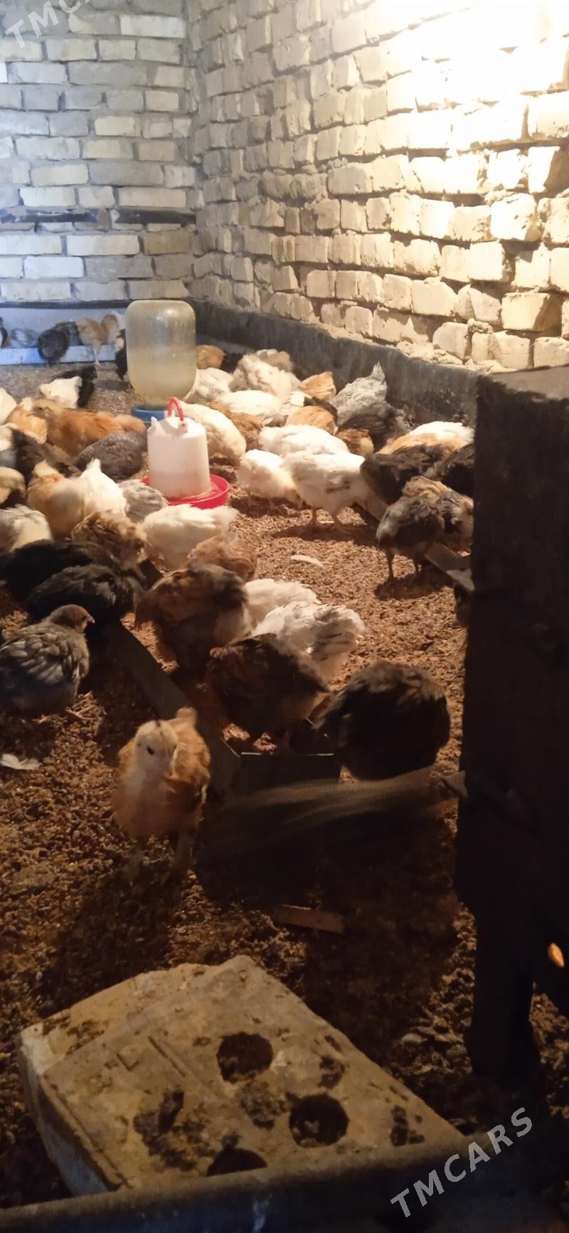 juje - Sakarçäge - img 4