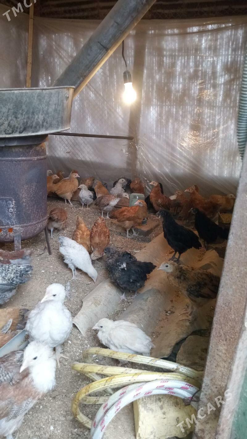 Жуйже - Sakarçäge - img 3