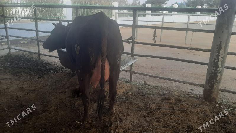 goleli sygyr - "Алтын Асыр" Гундогар базары ( Толкучка) - img 4