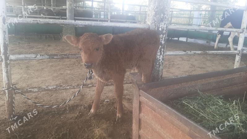 goleli sygyr - "Алтын Асыр" Гундогар базары ( Толкучка) - img 5