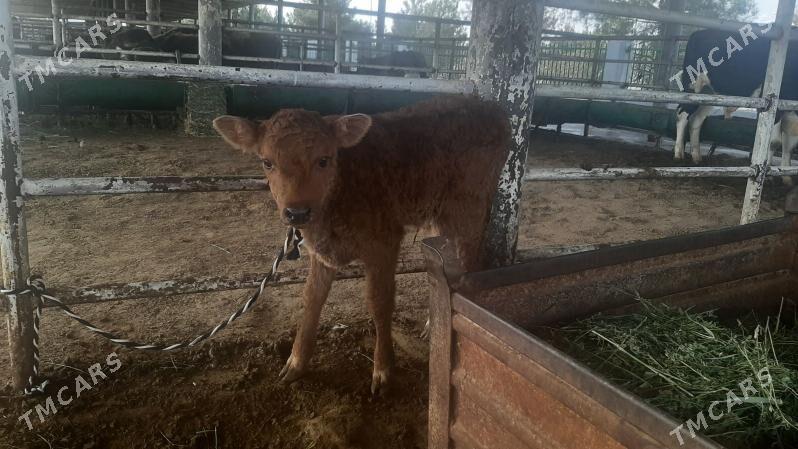 goleli sygyr - "Алтын Асыр" Гундогар базары ( Толкучка) - img 6