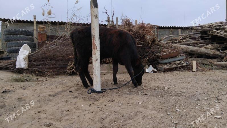 OKÜZ ŞWES - Ашхабад - img 4