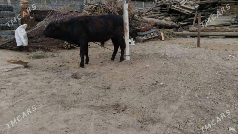 OKÜZ ŞWES - Ашхабад - img 2