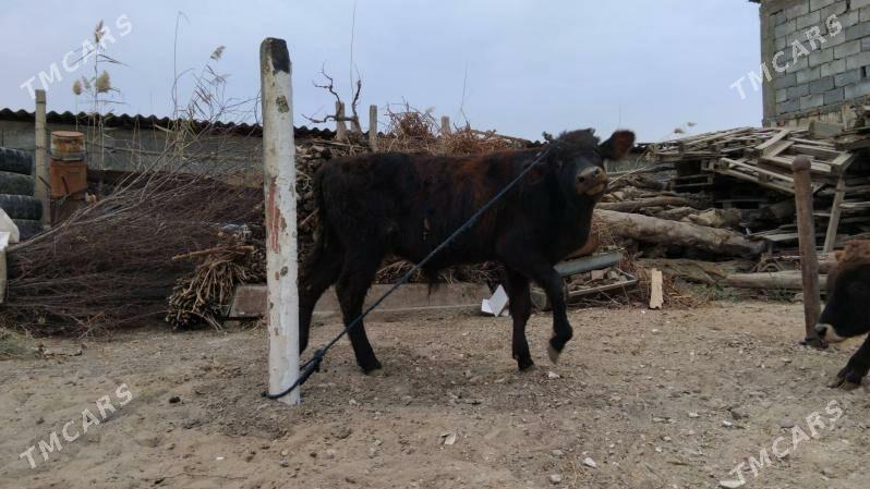 OKÜZ ŞWES - Ашхабад - img 3