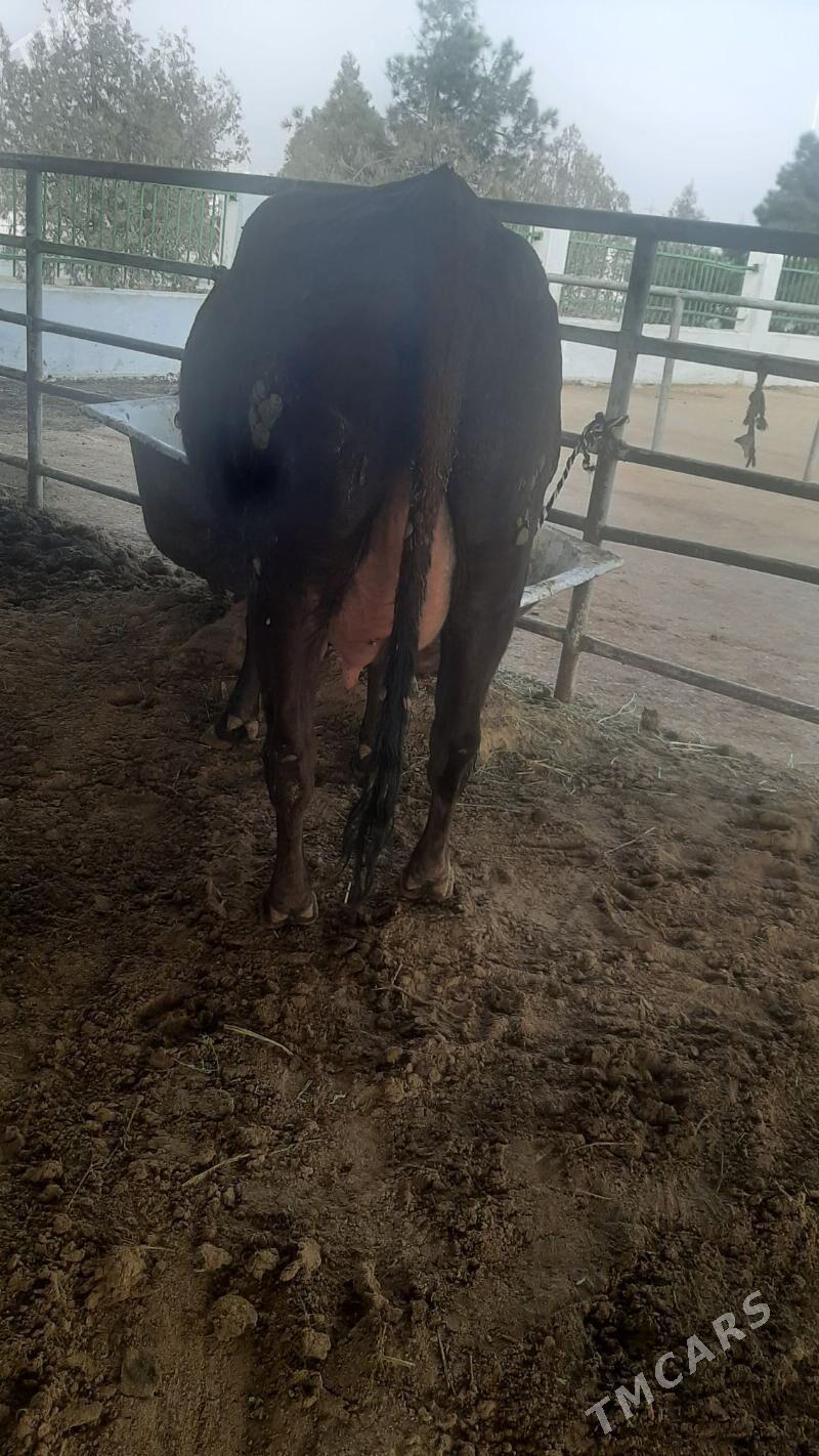 goleli sygyr - "Алтын Асыр" Гундогар базары ( Толкучка) - img 3