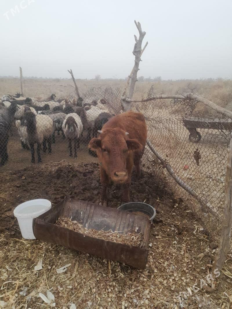 okuz - Байрамали - img 2