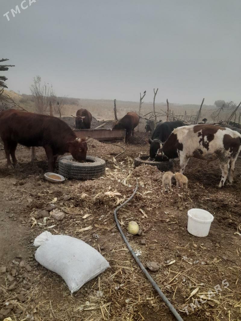 okuz - Байрамали - img 1