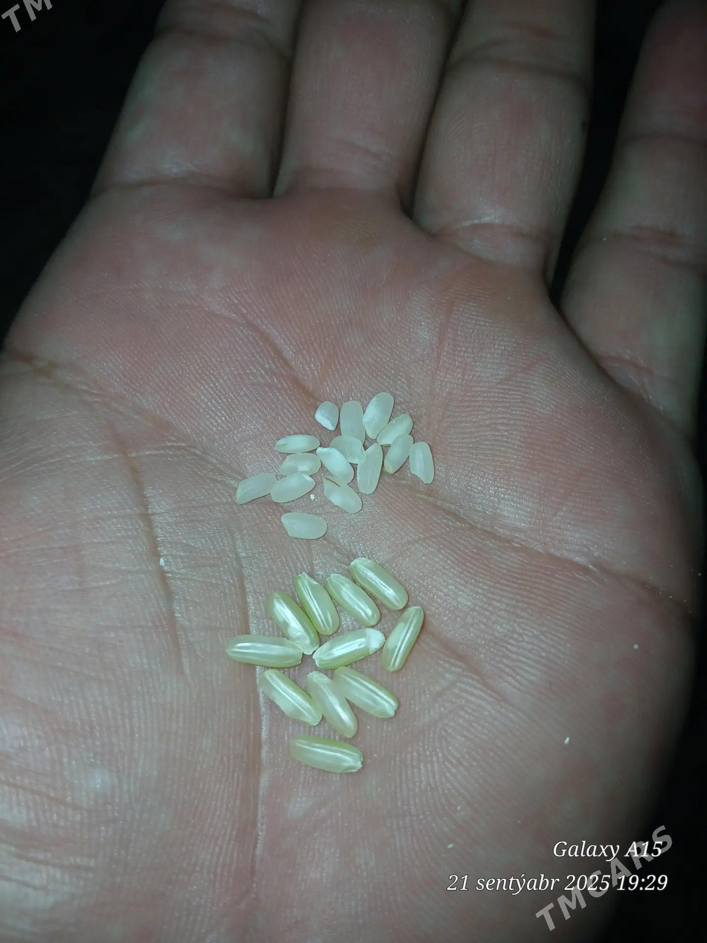 Şaly - Sakar - img 4