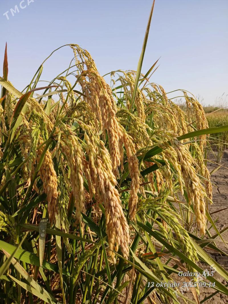 Şaly - Sakar - img 3