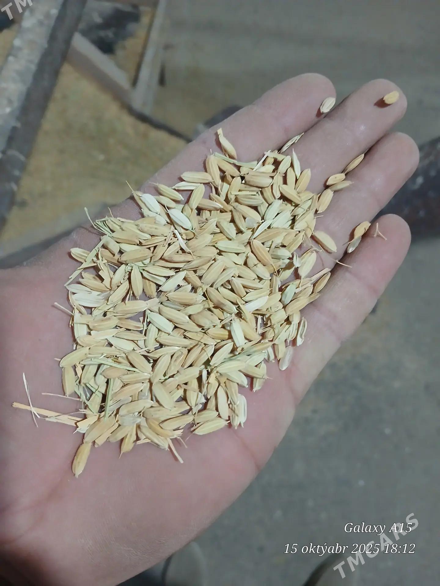 Şaly - Sakar - img 5