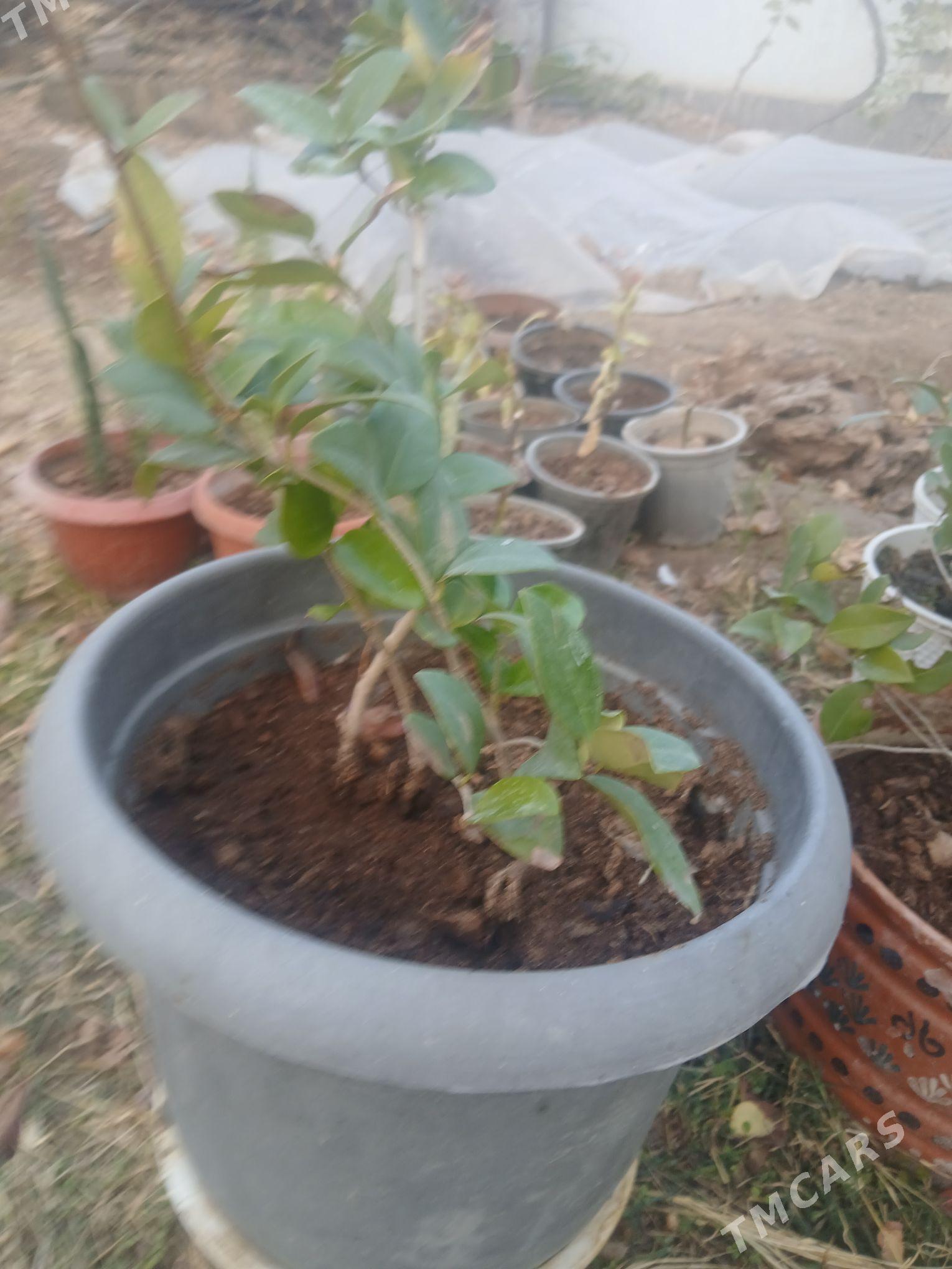 Бирючина вечнозелёный - Анев - img 2