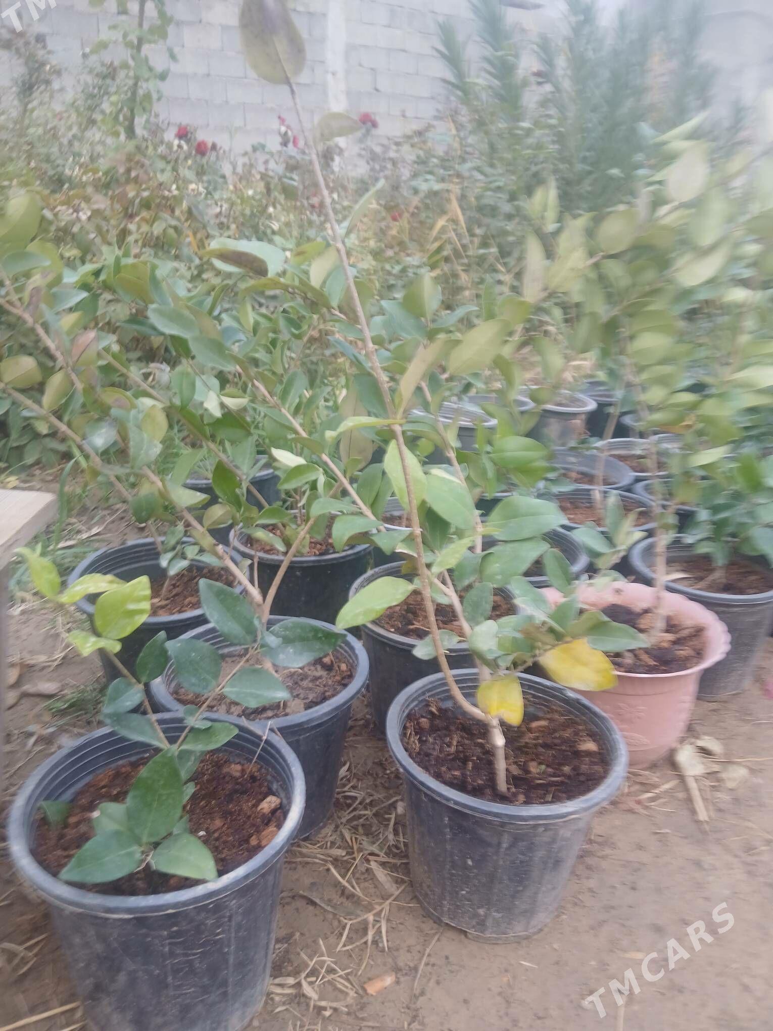 Бирючина вечнозелёный - Анев - img 5