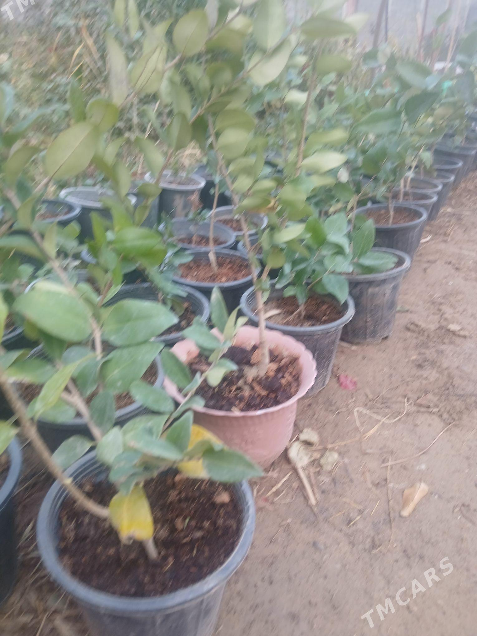 Бирючина вечнозелёный - Анев - img 3