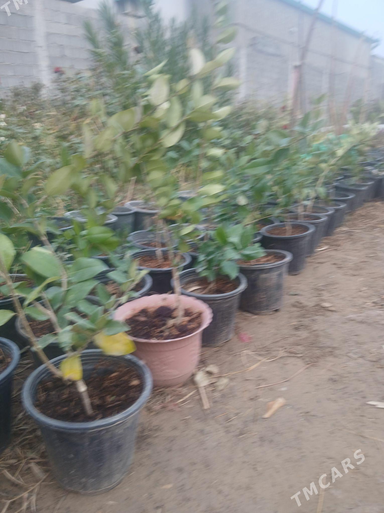 Бирючина вечнозелёный - Анев - img 4