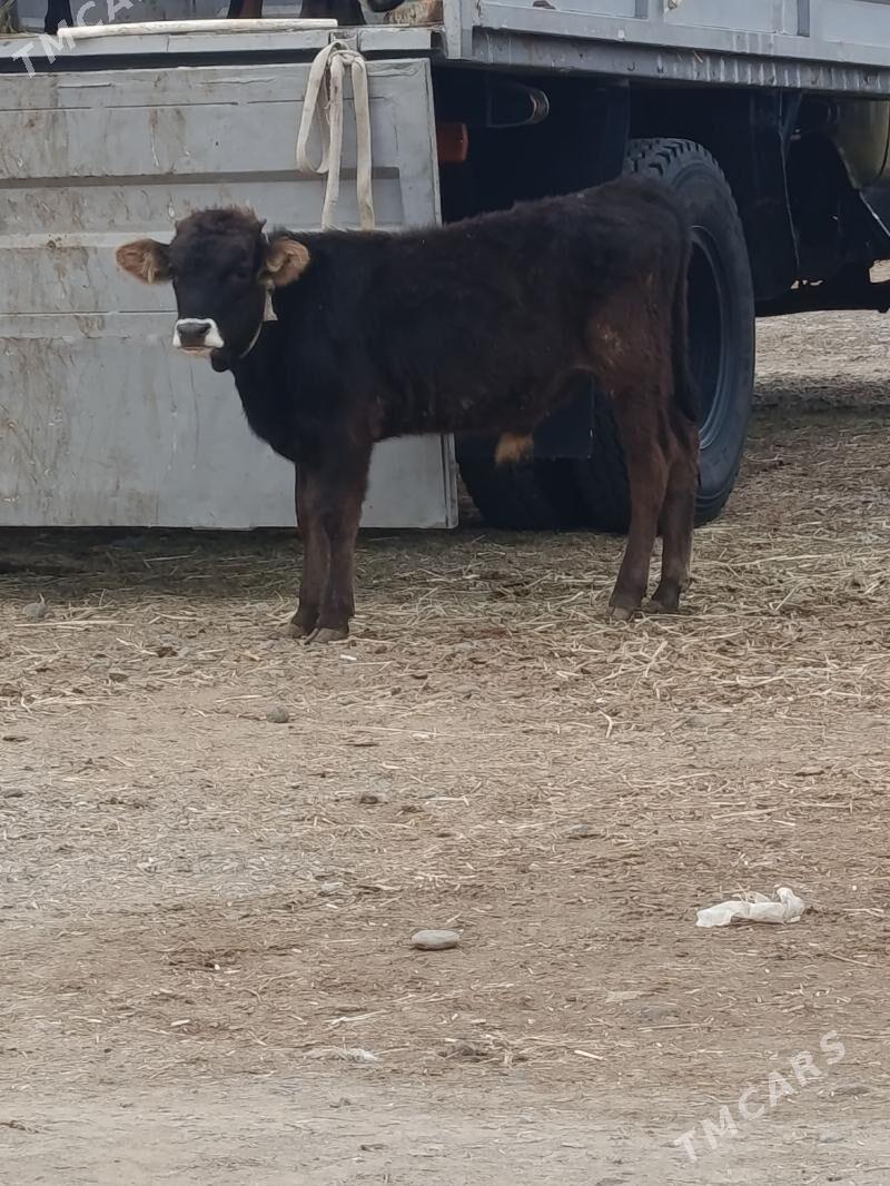 okuz ler - Бузмеин - img 2