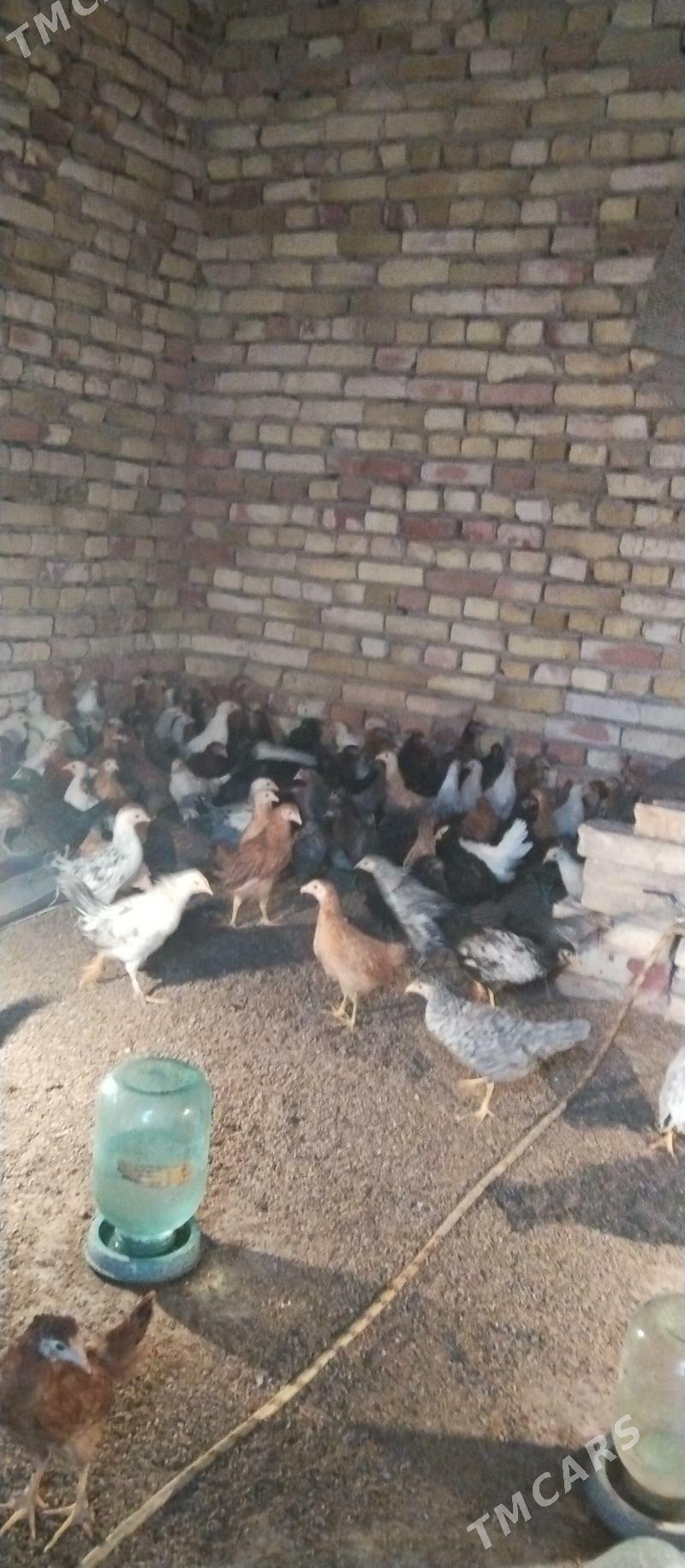 Towuk jüje - Mary - img 2