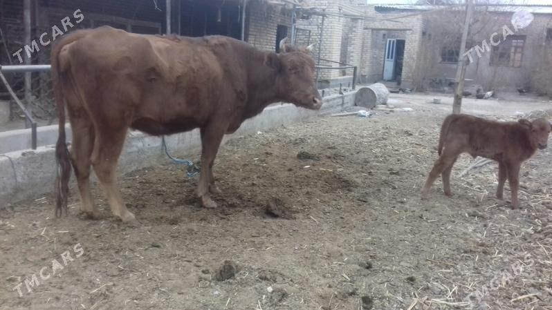 Göleli. sygyr. - Çärjew - img 2