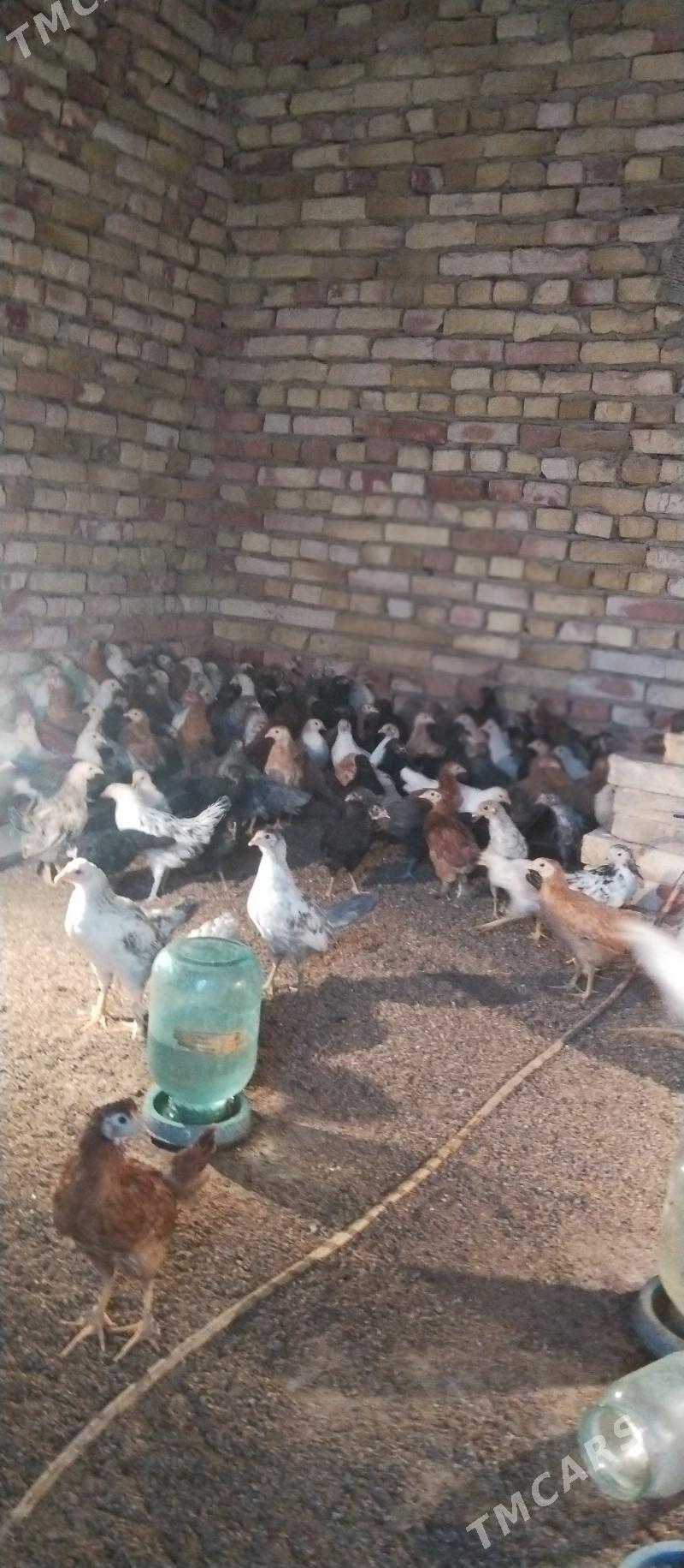 Towuk jüje - Mary - img 3