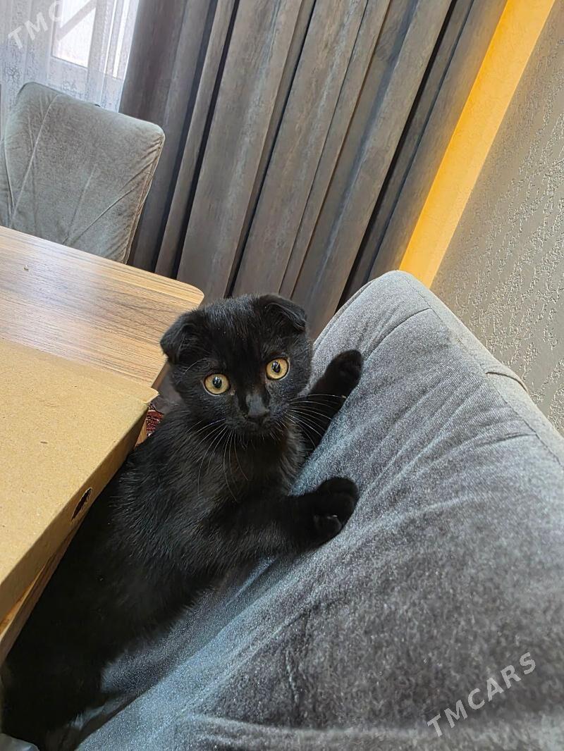 pisik - Ашхабад - img 1