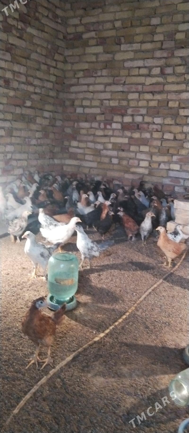 Towuk jüje - Mary - img 4