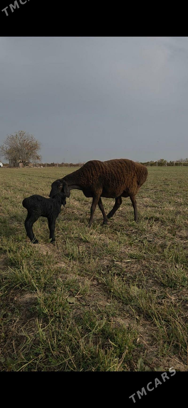 Gisar guzuly goyun arginal - Aşgabat - img 3