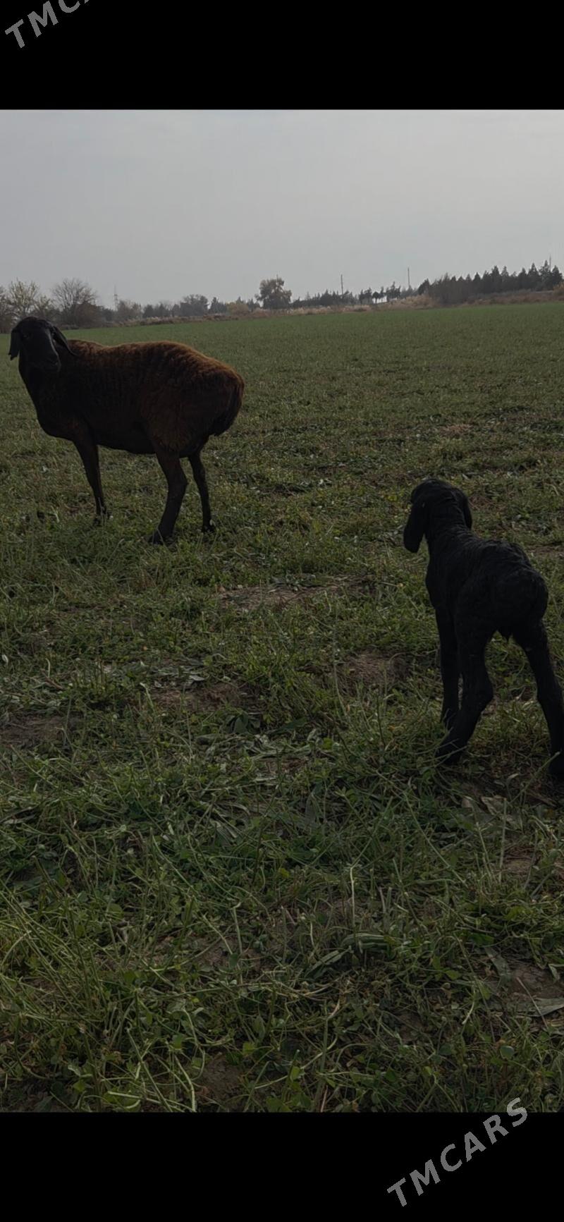 Gisar guzuly goyun arginal - Aşgabat - img 2