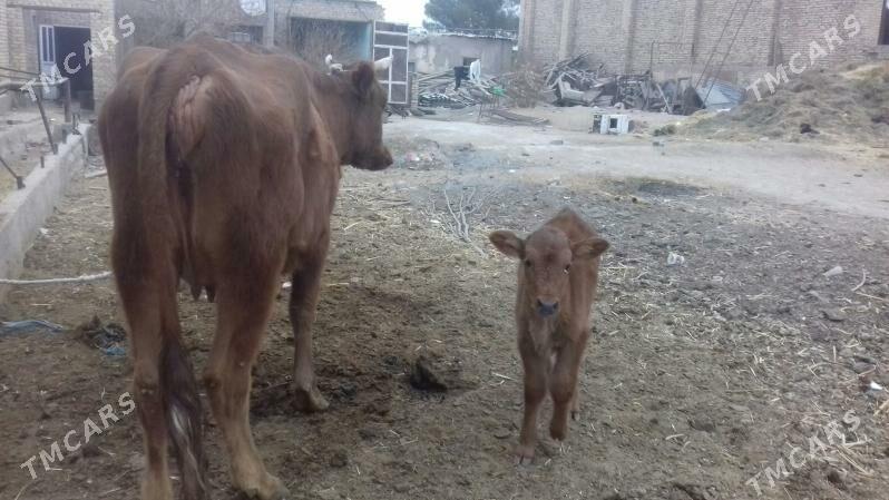 Göleli. sygyr. - Çärjew - img 3